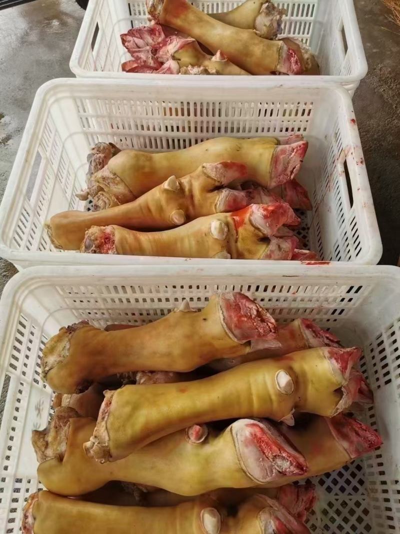 火烧毛牛蹄一手货源大量有货对接全国欢迎来电咨询