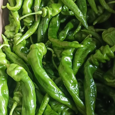 芜湖椒，薄皮椒