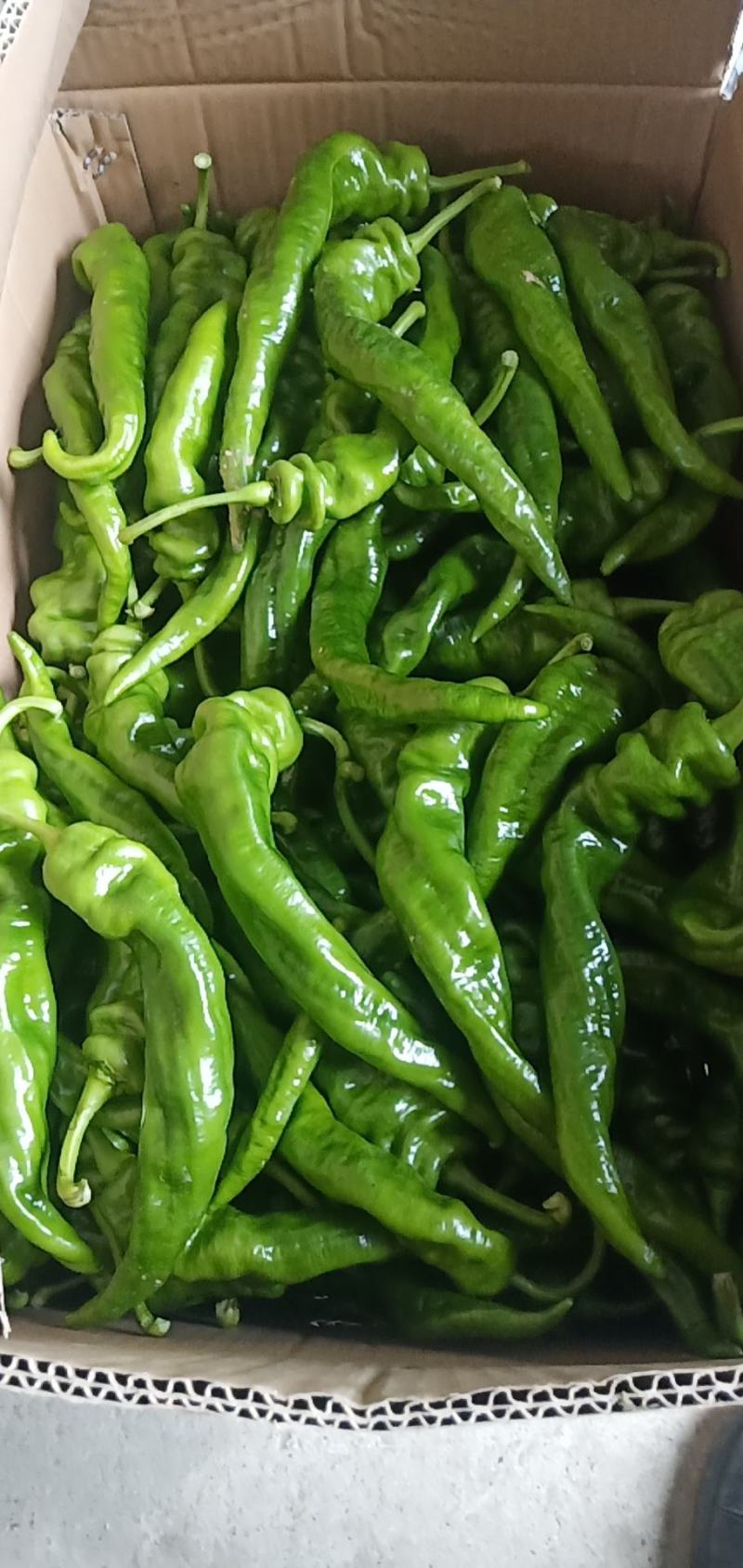 芜湖椒，薄皮椒