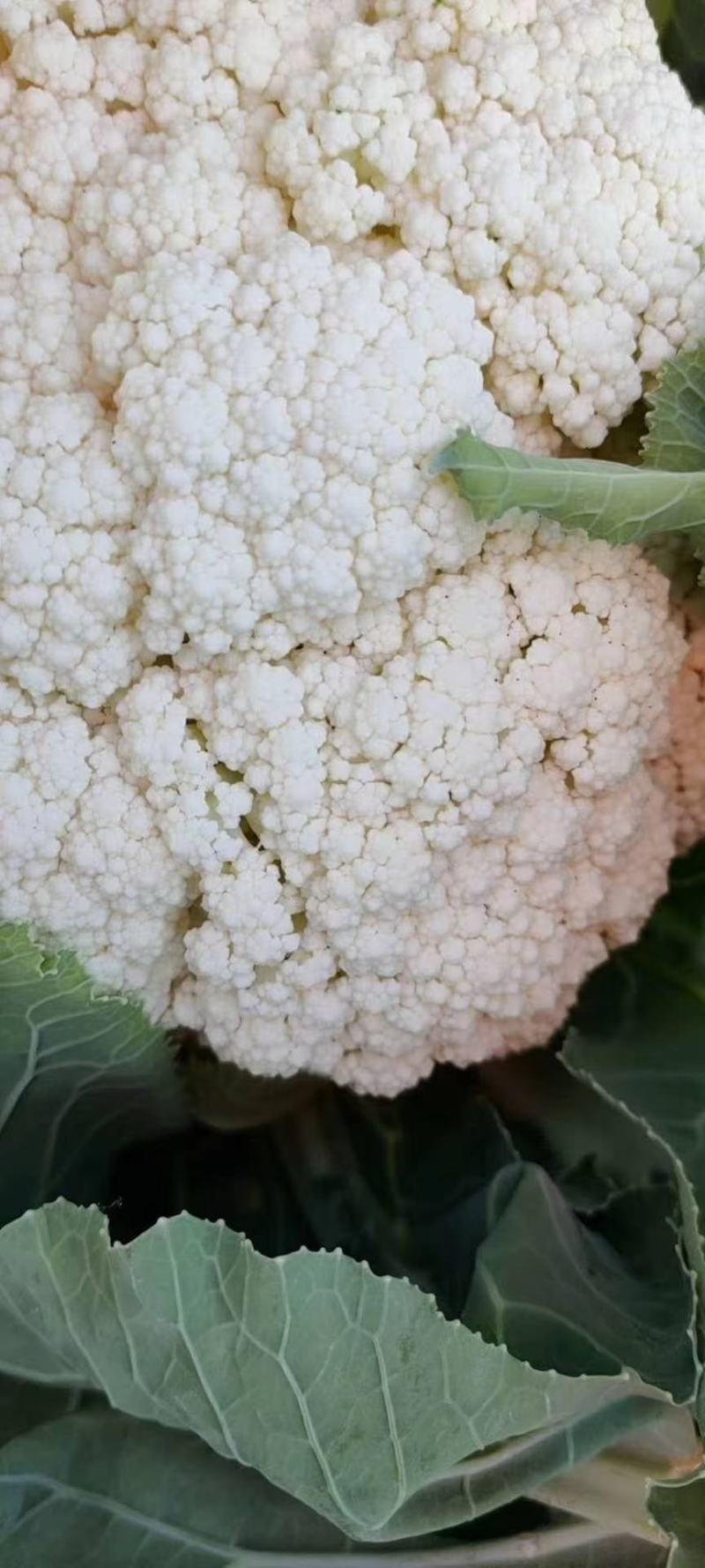 河北精品有机花菜，青梗白面有机花，商超对接，量大从优