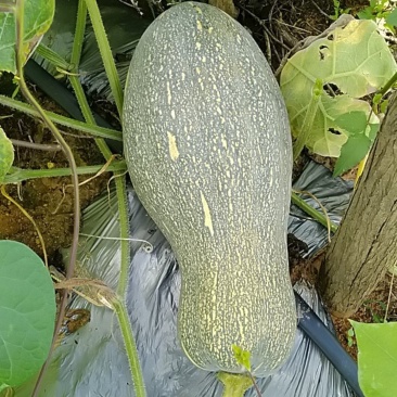 砚山蜜本南瓜