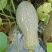 砚山蜜本南瓜