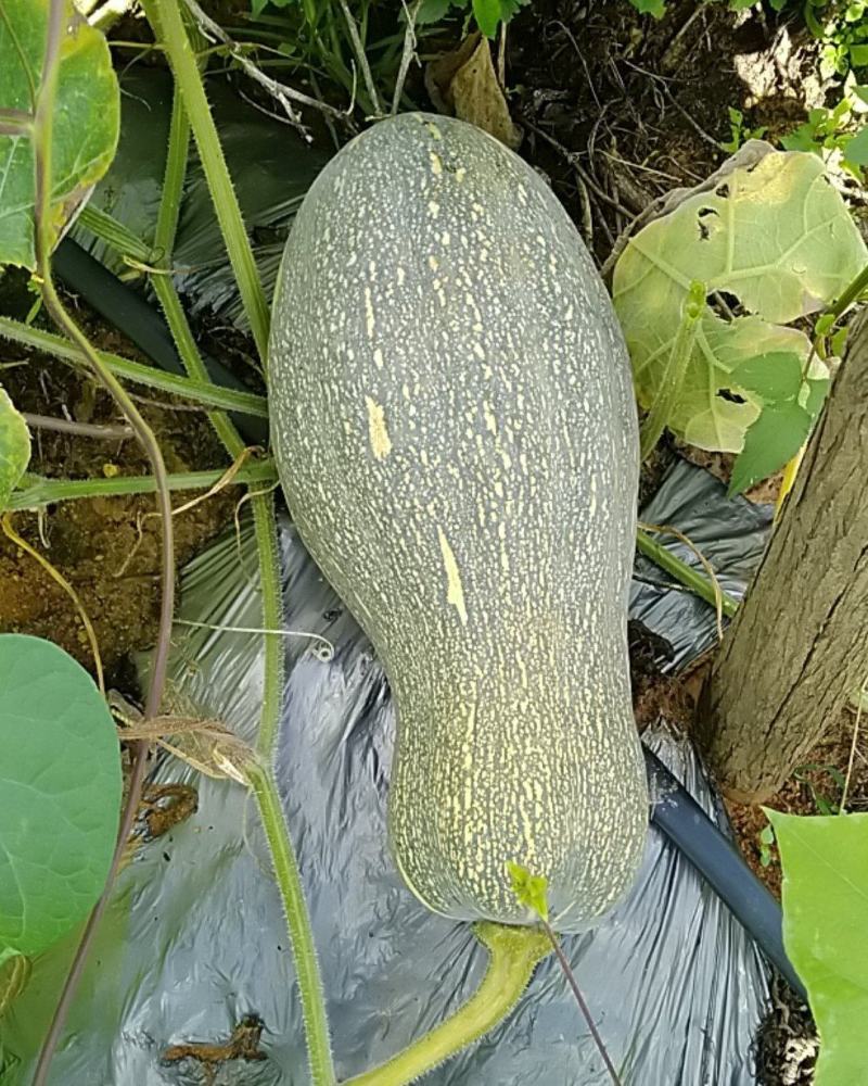 砚山蜜本南瓜
