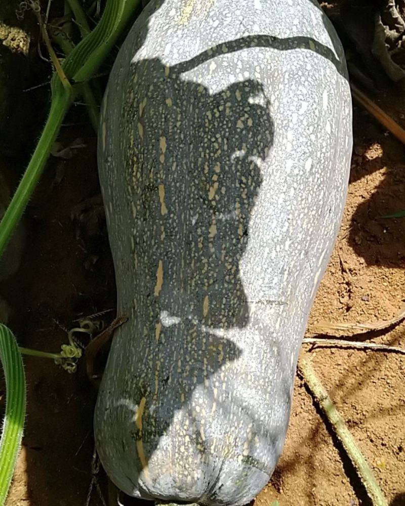 砚山蜜本南瓜