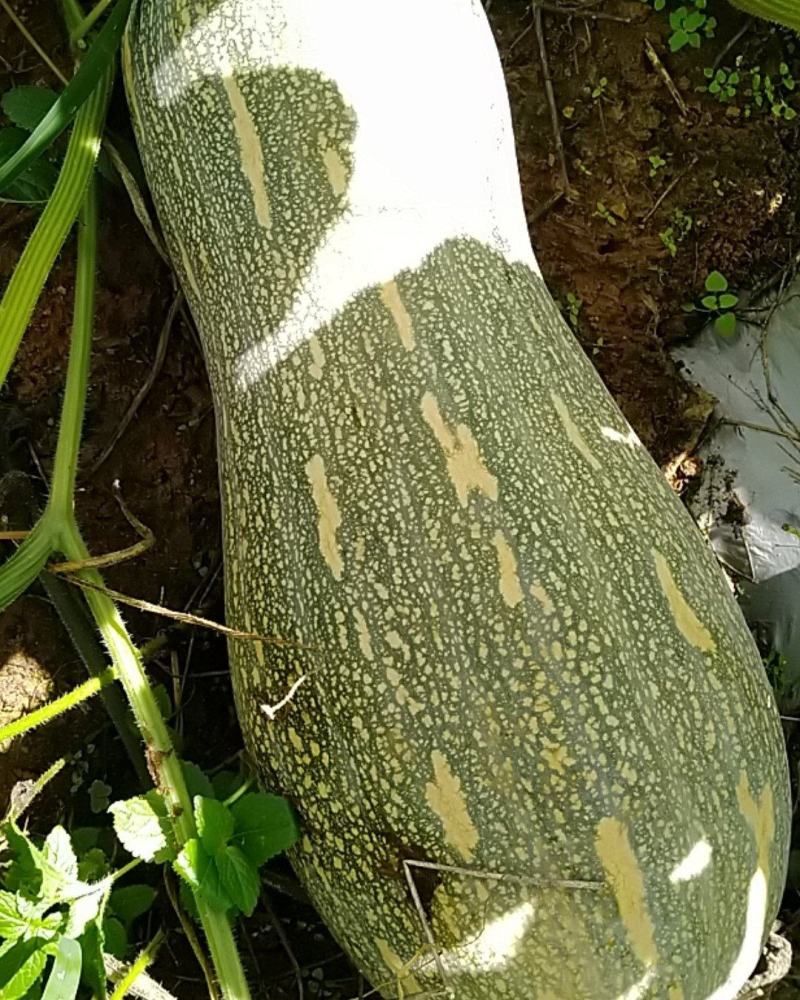 砚山蜜本南瓜