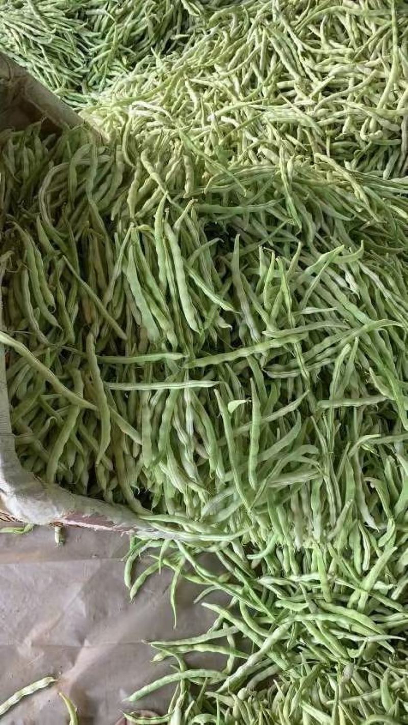 白豆角马上开始上市