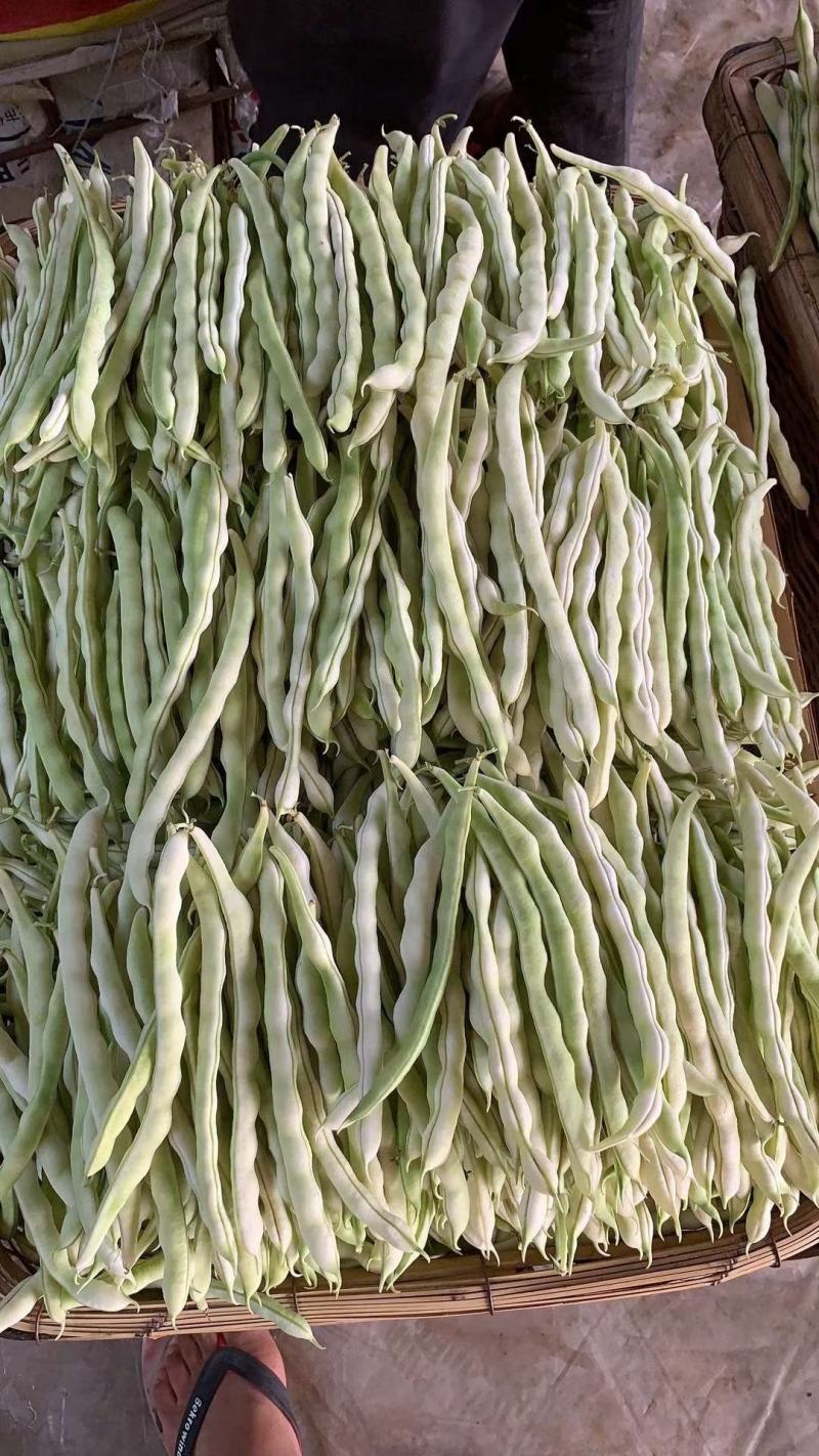 白豆角马上开始上市