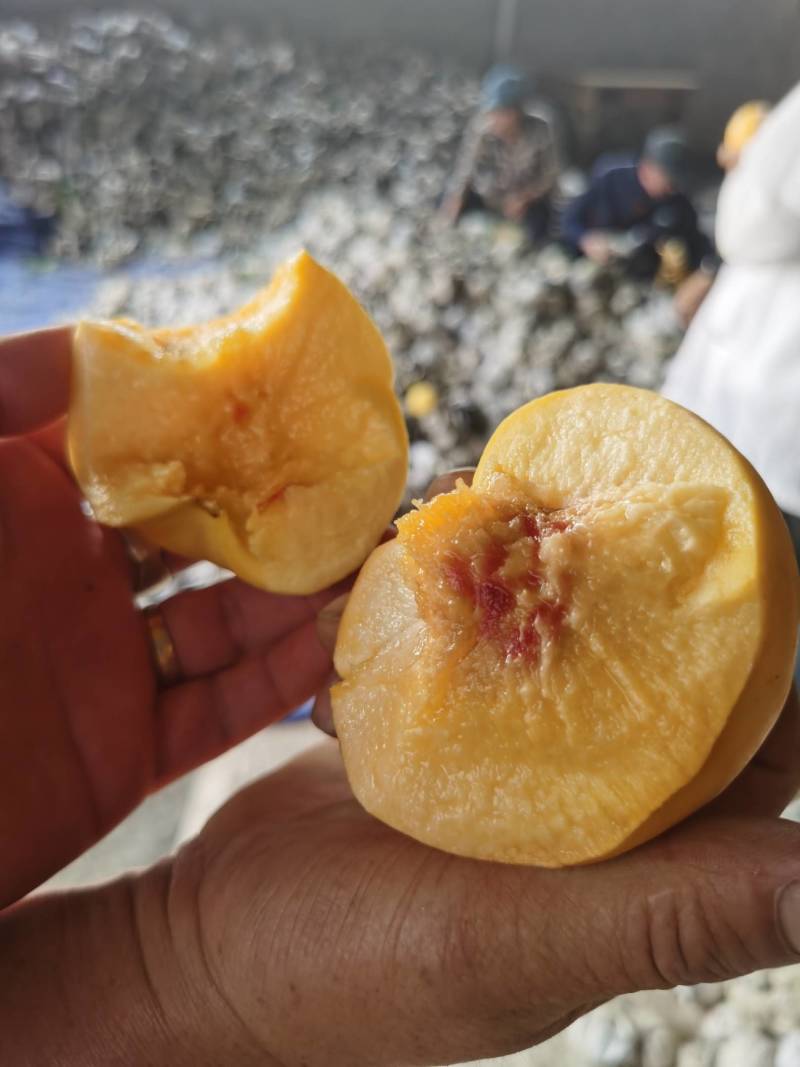 【脆甜】油桃油八精品黄桃中的贵族。全国发货供应