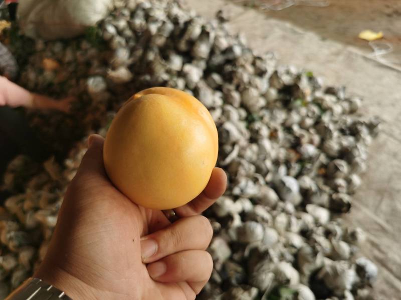 【脆甜】油桃油八精品黄桃中的贵族。全国发货供应