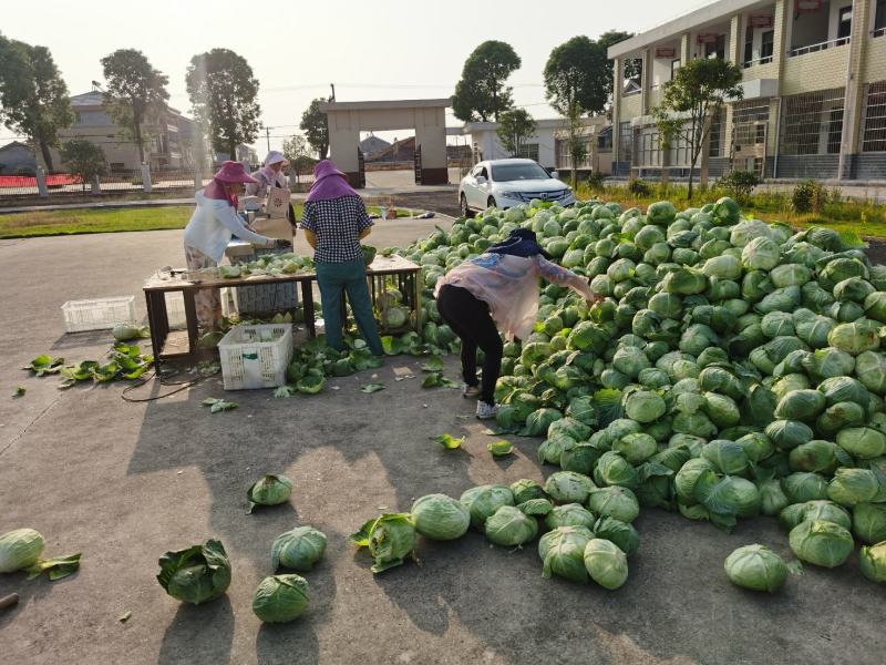 岳阳民心蔬菜，纯手工制作的“洞庭银丝”，少供应市场！