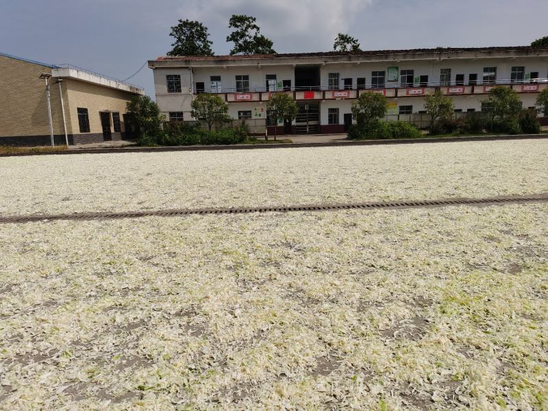 岳阳民心蔬菜，纯手工制作的“洞庭银丝”，少供应市场！