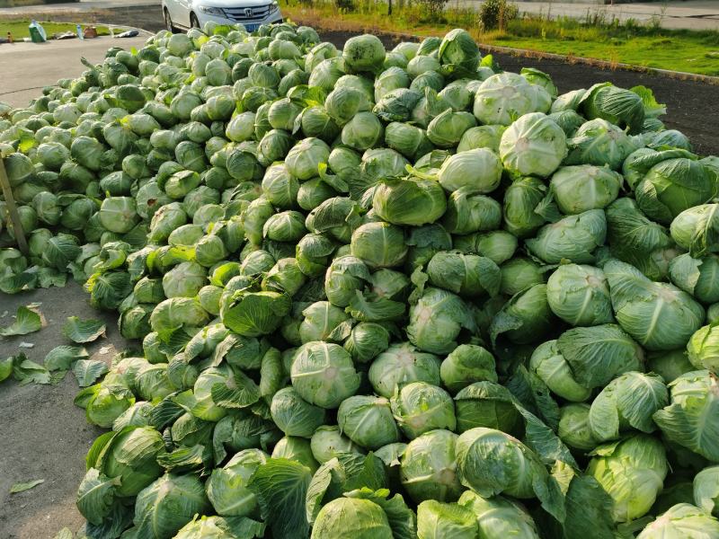 岳阳民心蔬菜，纯手工制作的“洞庭银丝”，少供应市场！