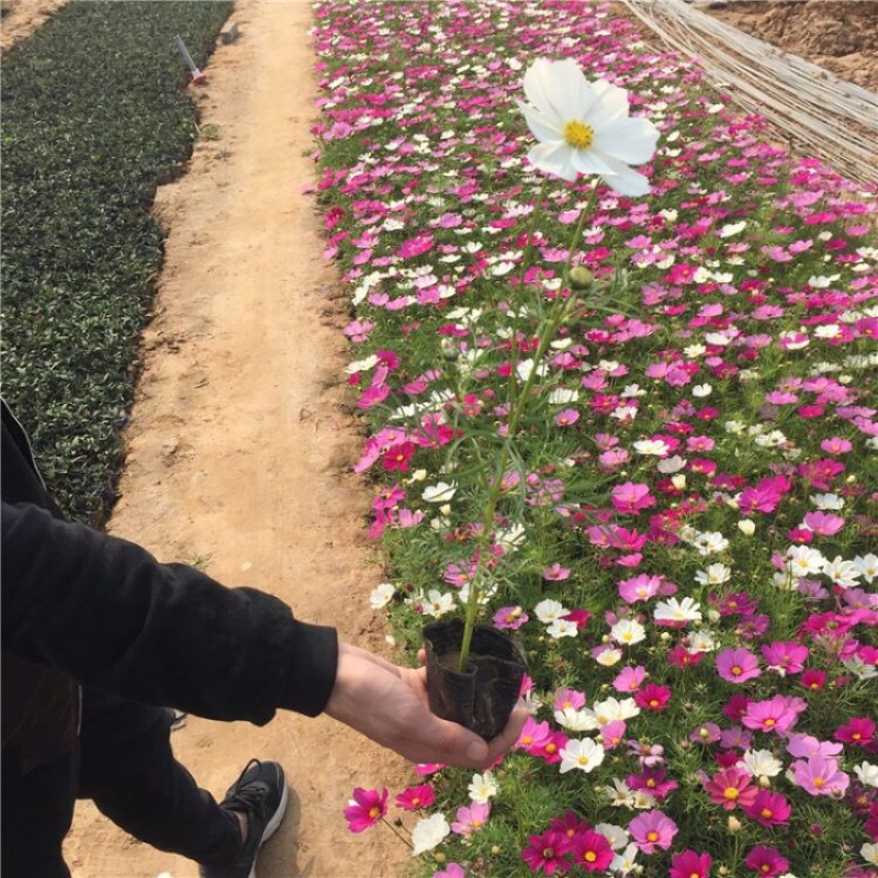 波斯菊基地波斯菊批发产地产地直发，一手货源