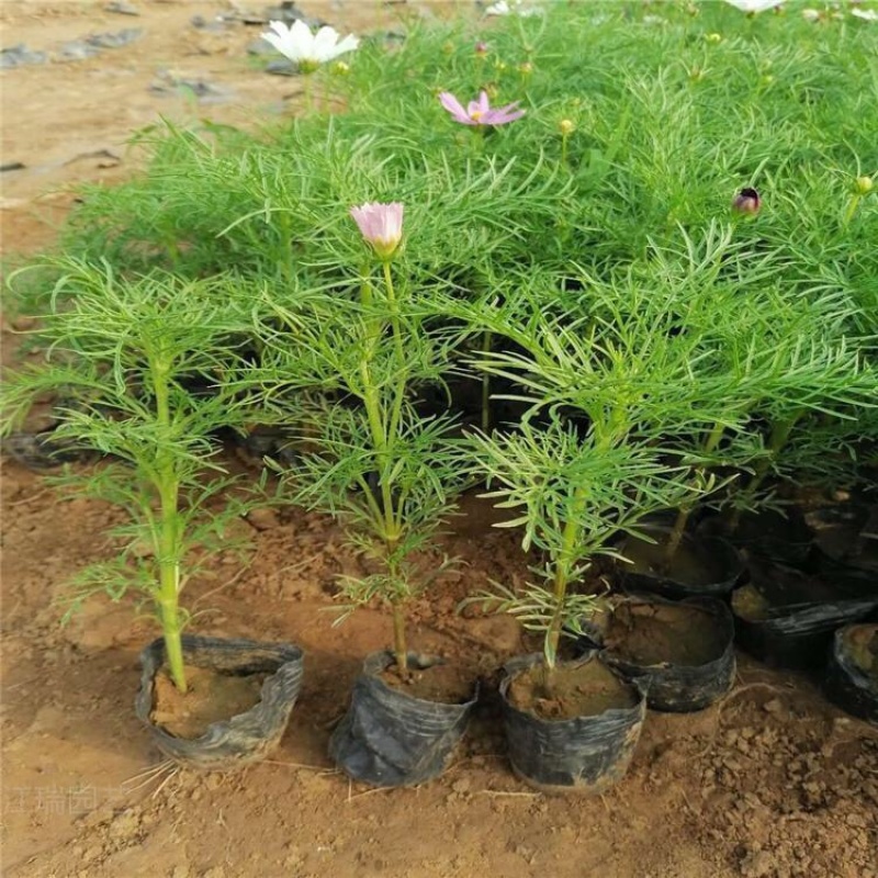 波斯菊基地波斯菊批发产地产地直发，一手货源