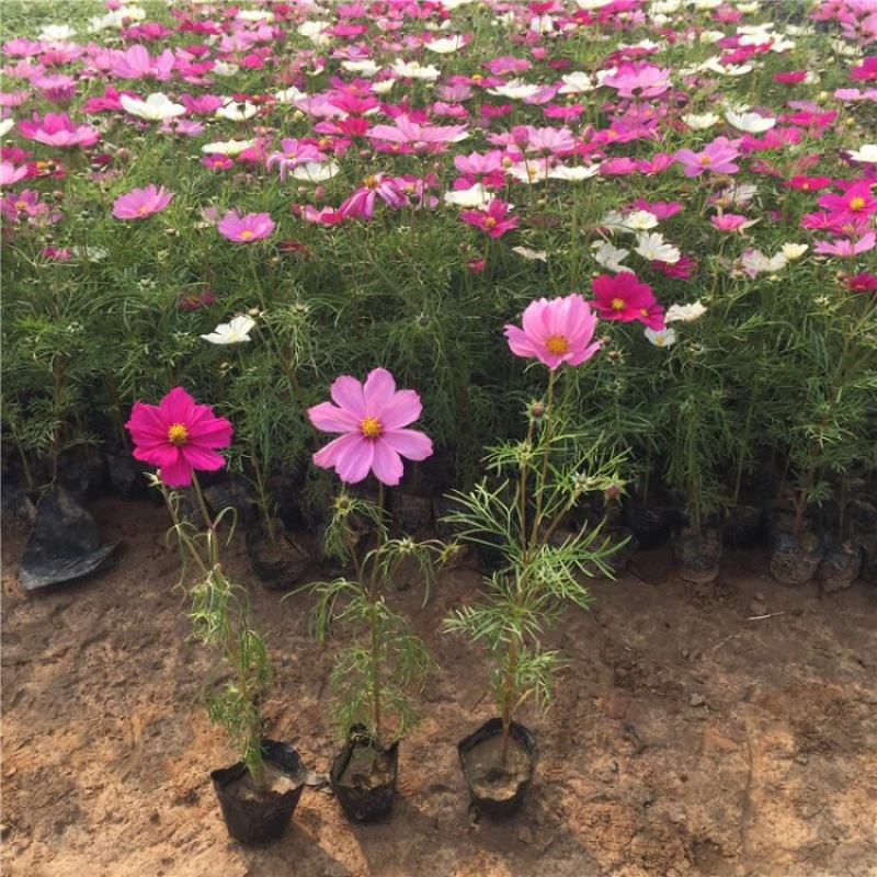 波斯菊基地波斯菊批发产地产地直发，一手货源
