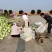 岳阳民心蔬菜，纯手工制作的“洞庭银丝”，少供应市场！
