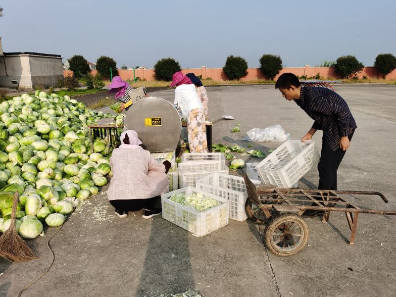 岳阳民心蔬菜，纯手工制作的“洞庭银丝”，少供应市场！