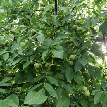 来自海拔800米以上的三门峡高山青皮核桃大量上市！