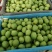 来自海拔800米以上的三门峡高山青皮核桃大量上市！