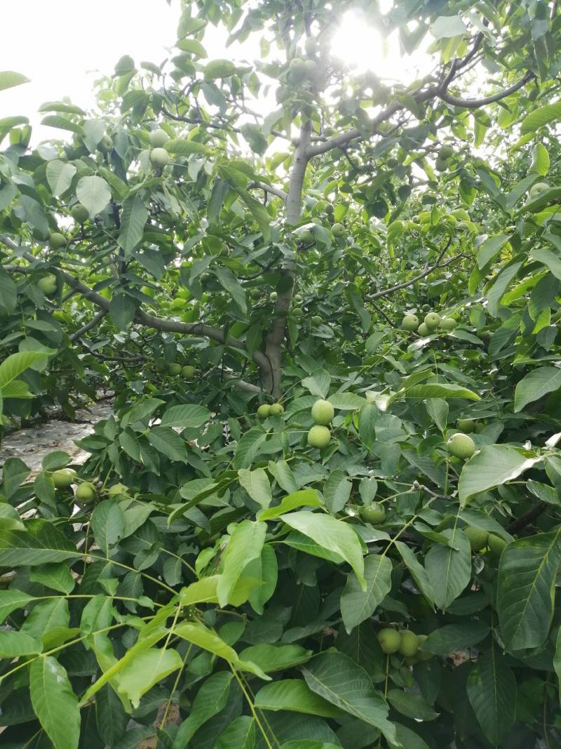 来自海拔800米以上的三门峡高山青皮核桃大量上市！