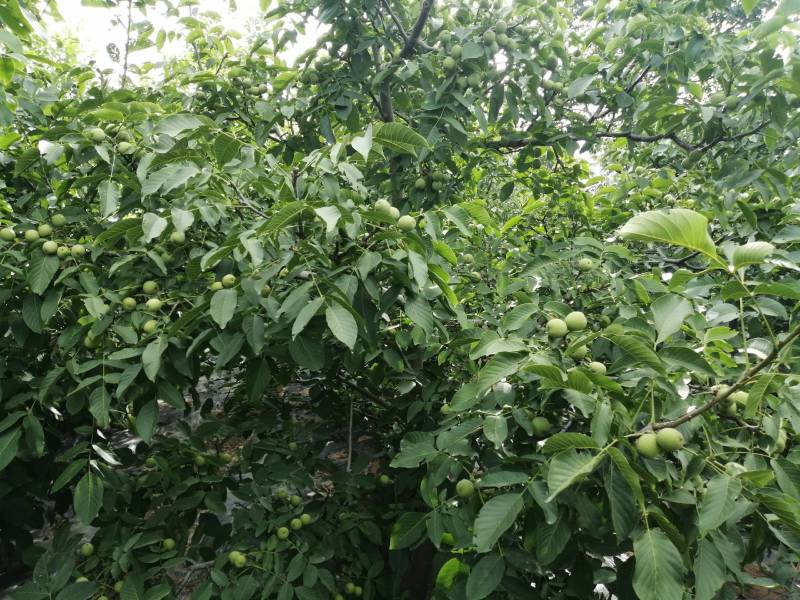 来自海拔800米以上的三门峡高山青皮核桃大量上市！