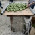 来自海拔800米以上的三门峡高山青皮核桃大量上市！