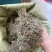 鹅不食草野生鹅不食草干净无杂质可打粉