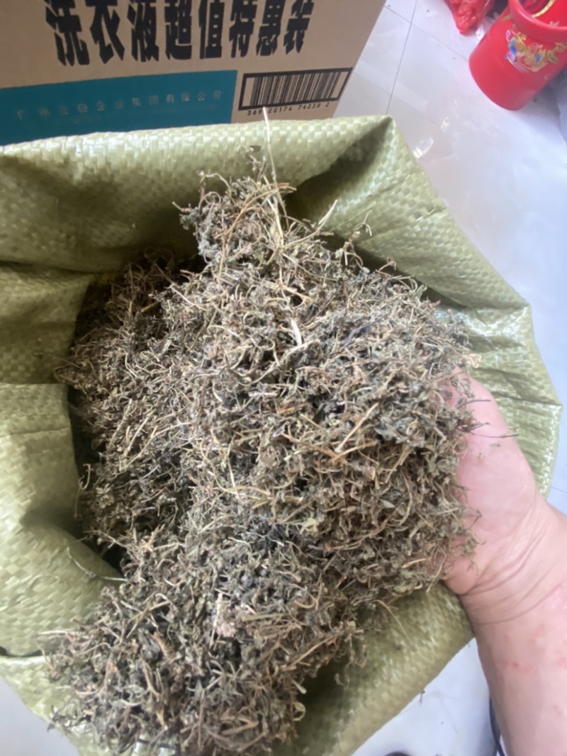 鹅不食草野生鹅不食草干净无杂质可打粉