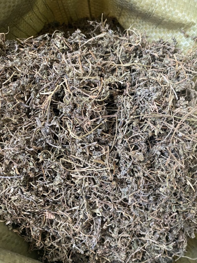 鹅不食草野生鹅不食草干净无杂质可打粉