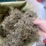 鹅不食草野生鹅不食草干净无杂质可打粉