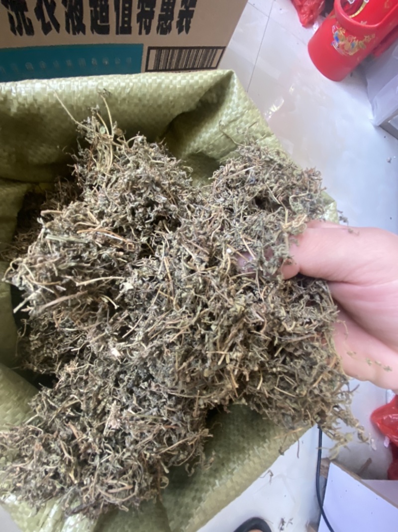 鹅不食草野生鹅不食草干净无杂质可打粉