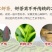 包邮【赠一壶四杯】正山小种500克茶叶红茶礼盒装