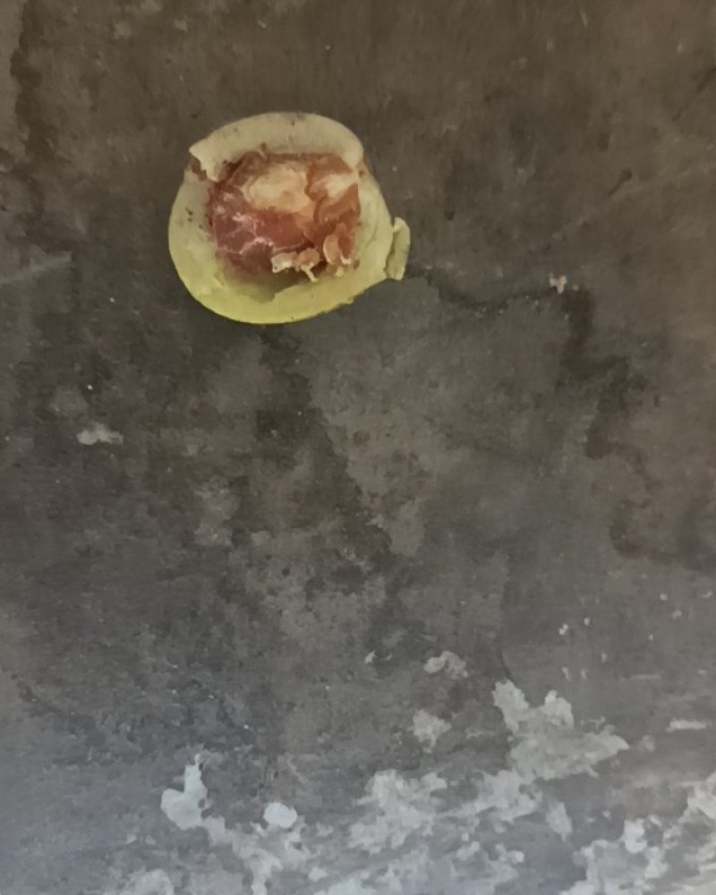 野生酸枣