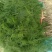 文竹盆栽绿植室内土水培植物云竹盆景带盆花卉客厅四季文竹苗