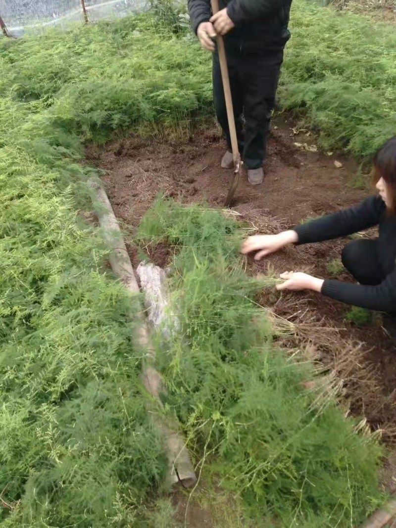 文竹盆栽绿植室内土水培植物云竹盆景带盆花卉客厅四季文竹苗
