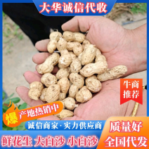 沙地鲜花生大量供应大小白沙，基地发货，电商，超市，批发