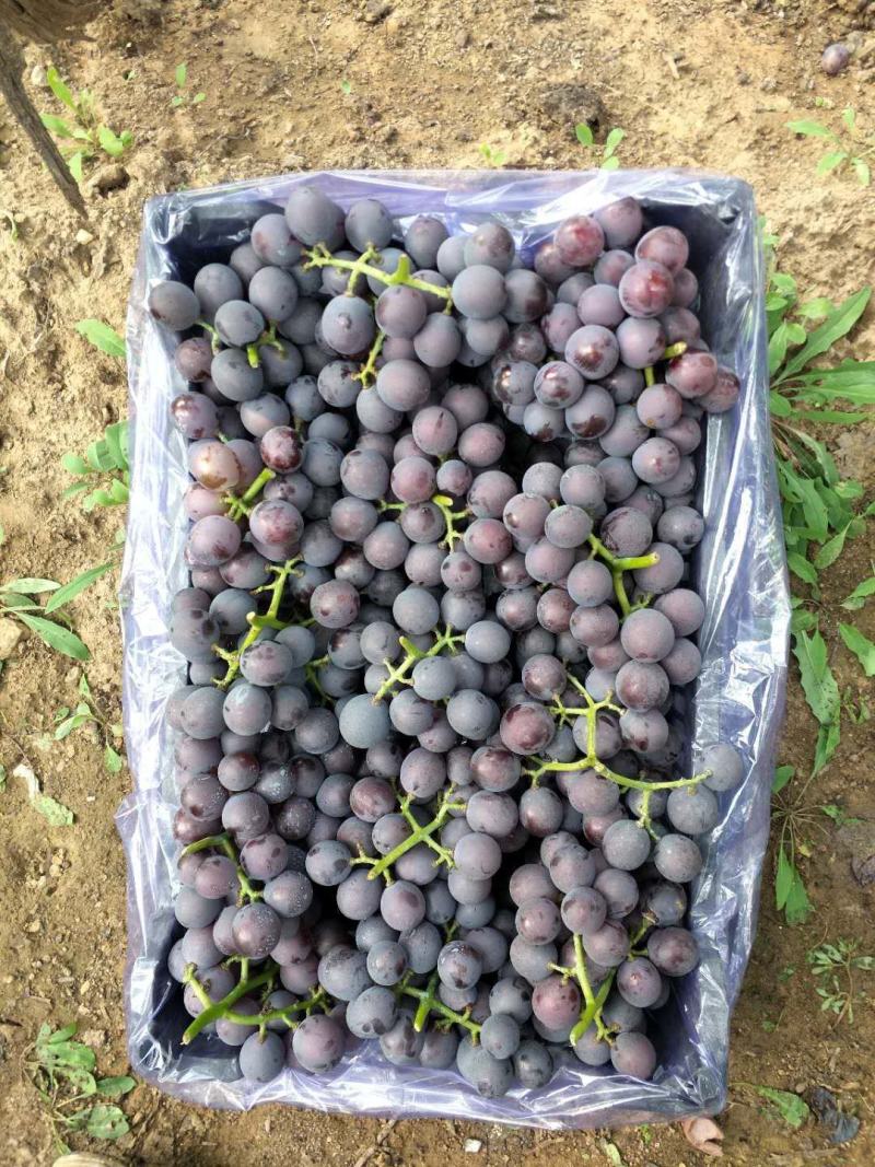 精品好货直供巨峰葡萄自然果量大从优辽宁葫芦岛巨峰葡萄代办