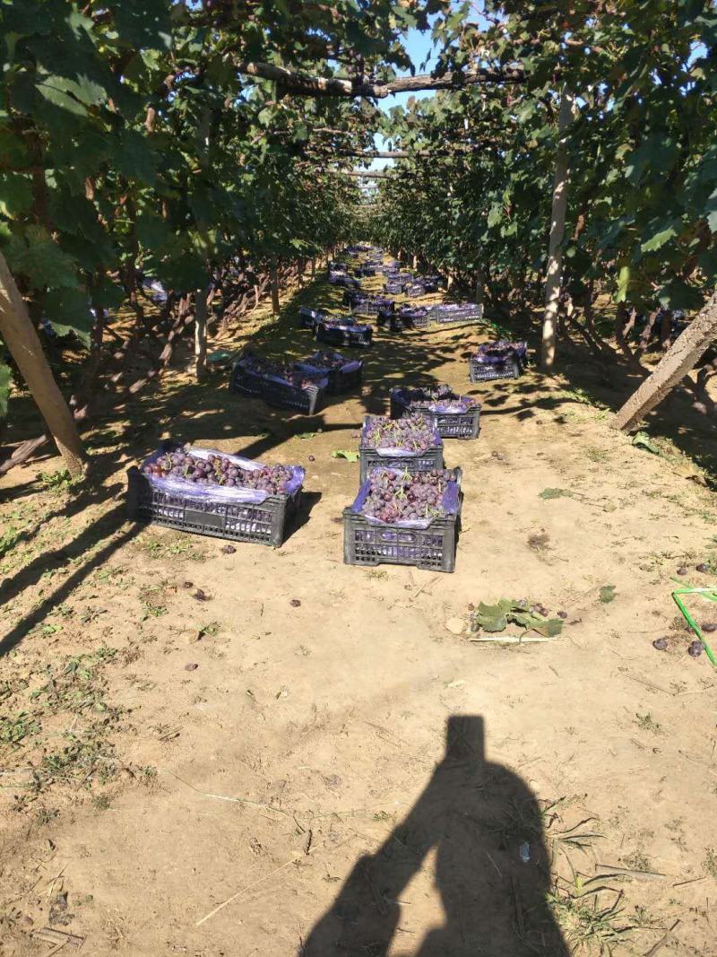 精品好货直供巨峰葡萄自然果量大从优辽宁葫芦岛巨峰葡萄代办