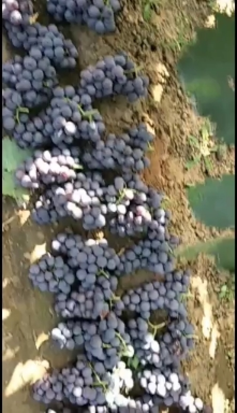 精品好货直供巨峰葡萄自然果量大从优辽宁葫芦岛巨峰葡萄代办