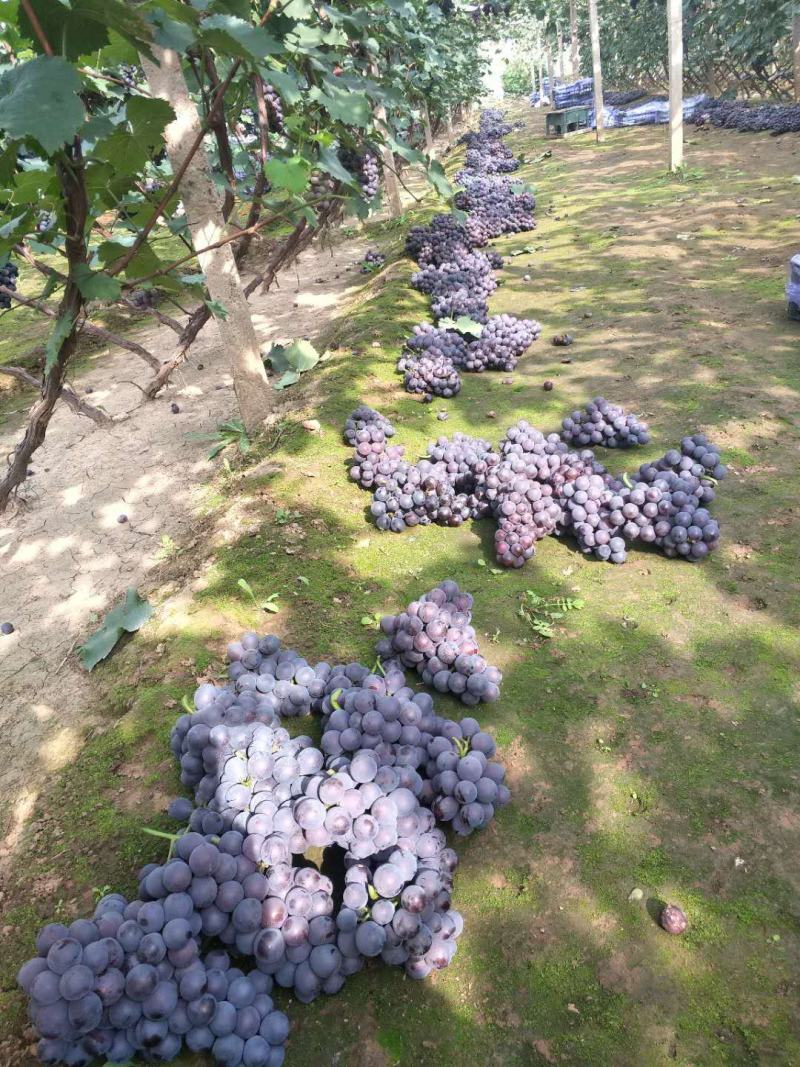 精品好货直供巨峰葡萄自然果量大从优辽宁葫芦岛巨峰葡萄代办