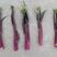 红菜苔。早熟，高产量，紫红色，35天即可采收，