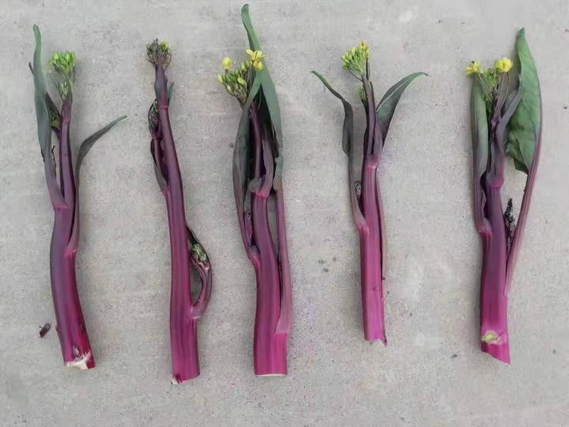 红菜苔。早熟，高产量，紫红色，35天即可采收，