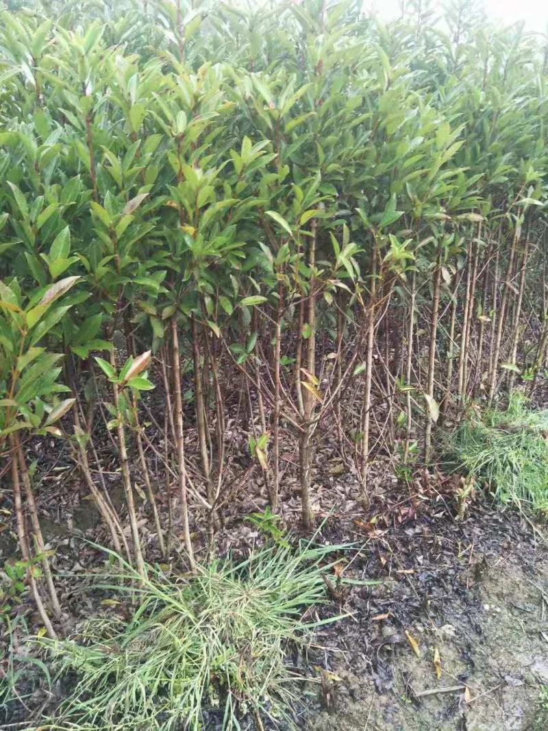 法国冬青/绿化苗木/乔灌木/冬青/法国冬青苗/原生态树苗