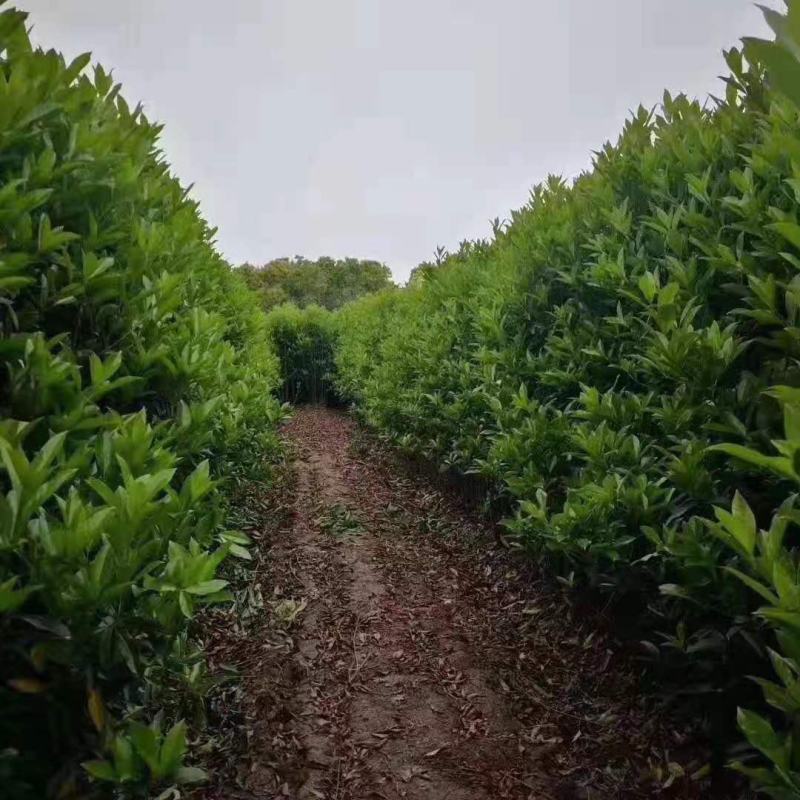 法国冬青/冬青树苗/乔灌木/绿化苗木/原生态树苗/林木