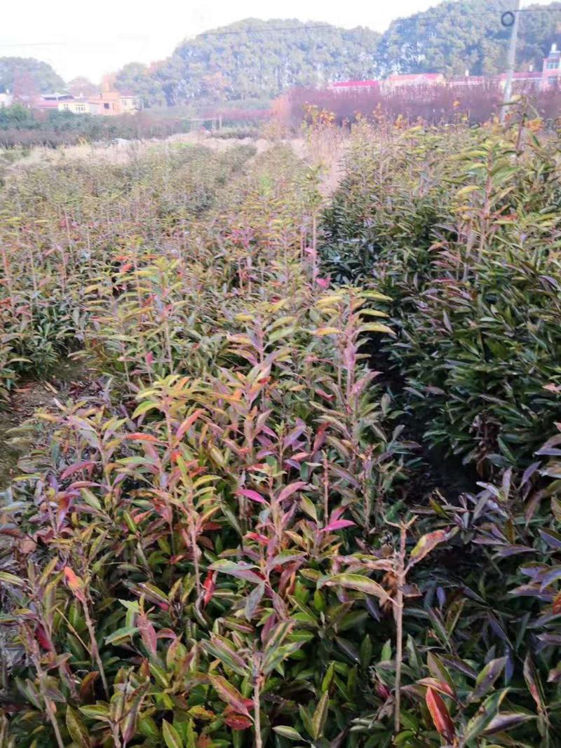 法国冬青/冬青树苗/乔灌木/绿化苗木/原生态树苗/林木