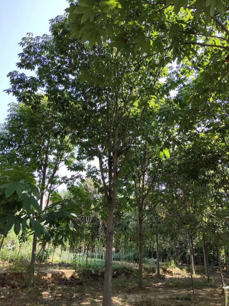 河南南阳供应各种规格七叶树，七叶树产地