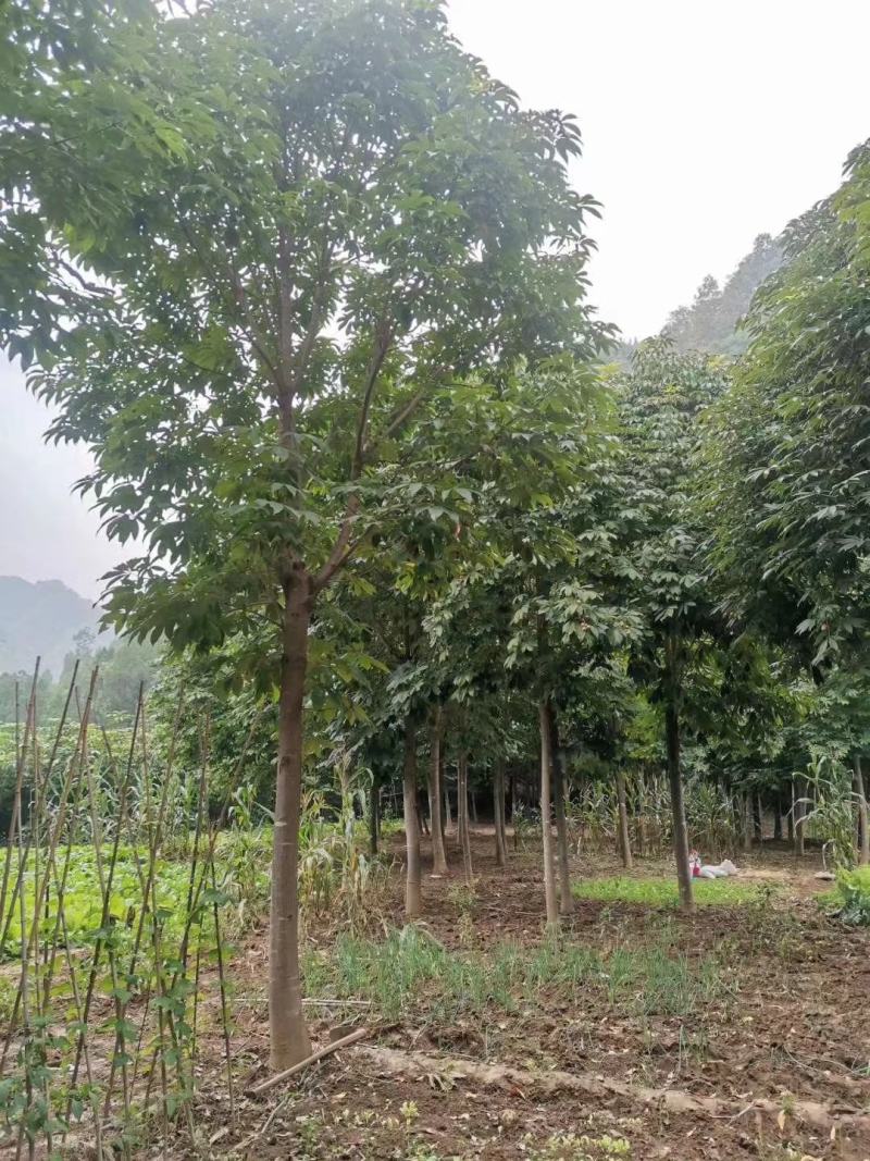 河南南阳供应各种规格七叶树，七叶树产地