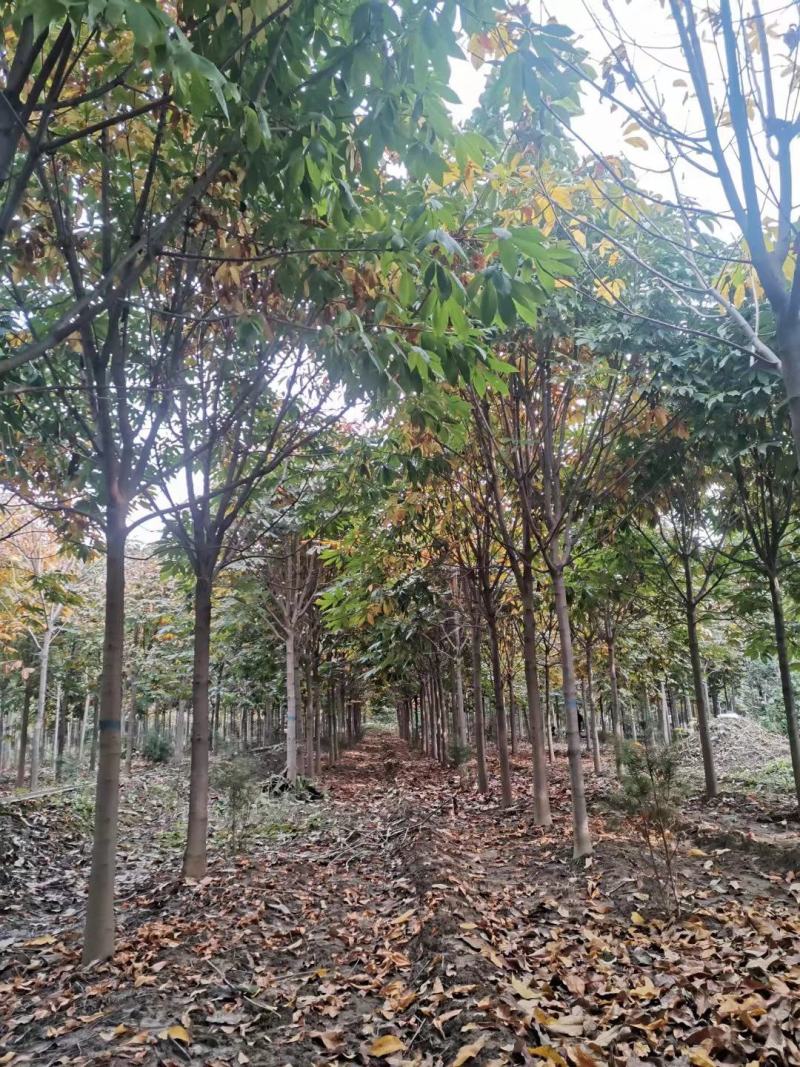 河南南阳供应各种规格七叶树，七叶树产地