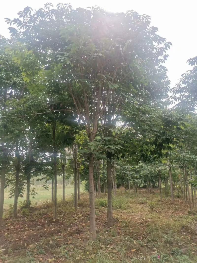 河南南阳供应各种规格七叶树，七叶树产地