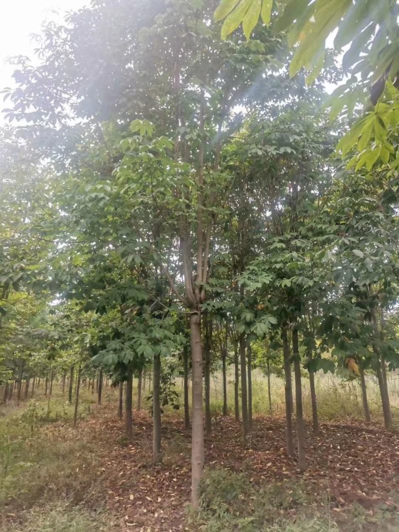 河南南阳供应各种规格七叶树，七叶树产地